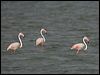 greater_flamingo_160368