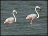 greater_flamingo_160369