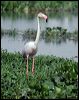 greater_flamingo_16626