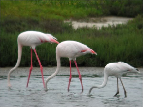 Greater Flamingo greater_flamingo_04773.psd