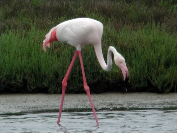 Greater Flamingo greater_flamingo_04777.psd