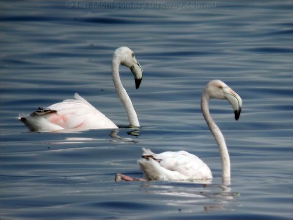 Greater Flamingo greater_flamingo_04843.jpg