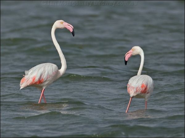 Greater Flamingo greater_flamingo_160358.psd