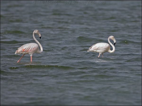 Greater Flamingo greater_flamingo_160366.psd