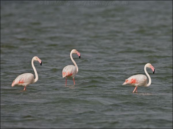 Greater Flamingo greater_flamingo_160368.psd