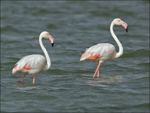 Greater Flamingo greater_flamingo_160369.psd