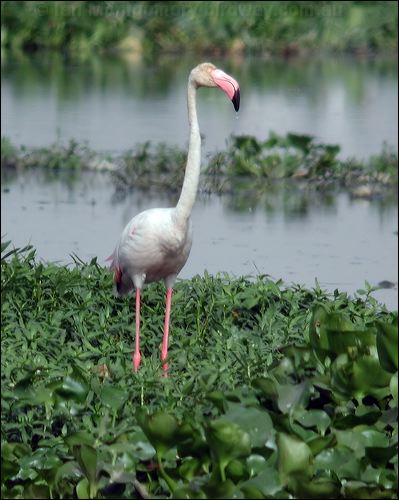 Greater Flamingo greater_flamingo_16626.jpg