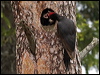 black_woodpecker_143925