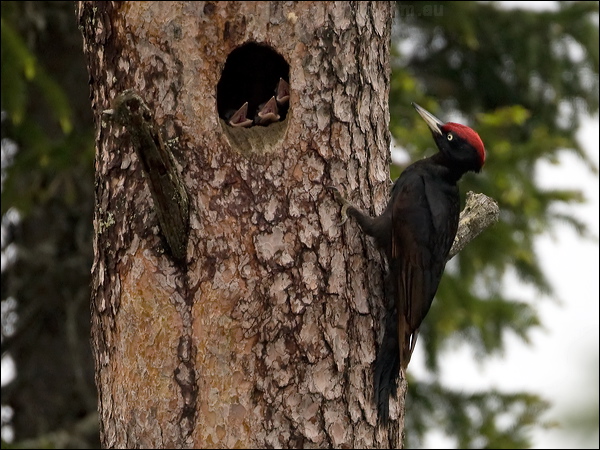 Black Woodpecker black_woodpecker_143920.psd