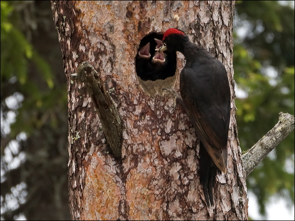 Black Woodpecker black_woodpecker_143924.psd