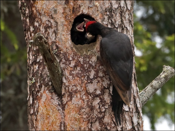 Black Woodpecker black_woodpecker_143925.psd