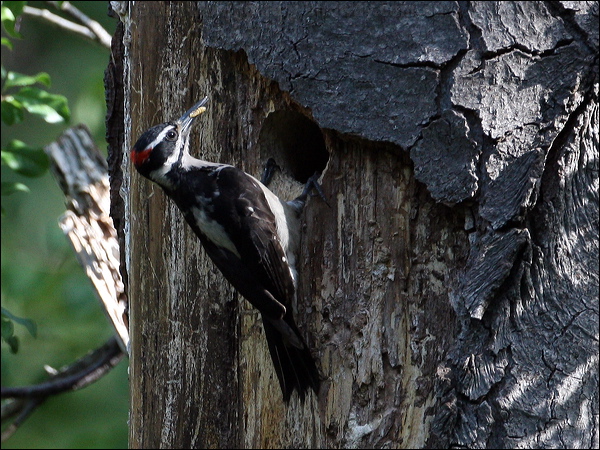 Hairy Woodpecker hairy_woodpecker_66104.psd