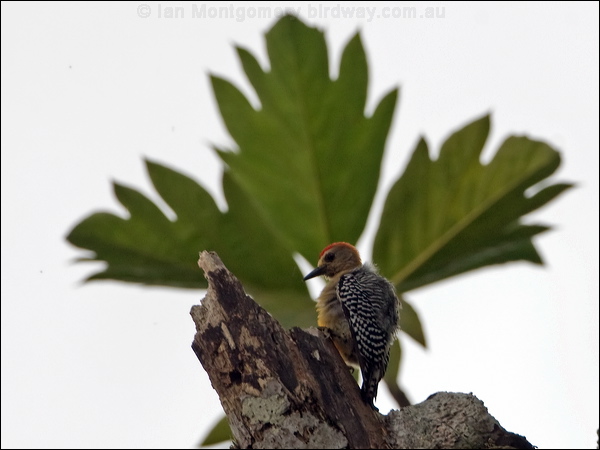 Hoffmann's Woodpecker hoffmann_woodpecker_113084.psd
