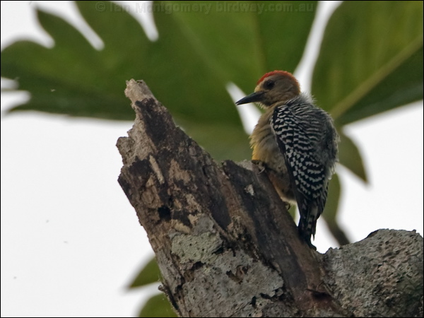 Hoffmann's Woodpecker hoffmann_woodpecker_113086.psd