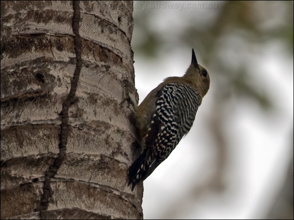 Hoffmann's Woodpecker hoffmann_woodpecker_113091.psd