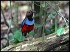 red_bellied_pitta_04787
