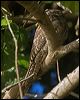 papuan_frogmouth_120137