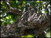 papuan_frogmouth_168828