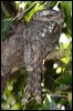 papuan_frogmouth_80481
