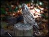 papuan_frogmouth_96706