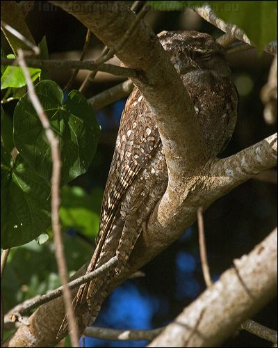 Papuan Frogmouth papuan_frogmouth_120137.psd