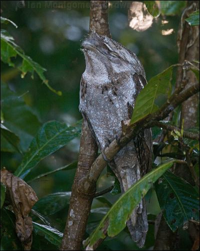 Papuan Frogmouth papuan_frogmouth_120144.psd