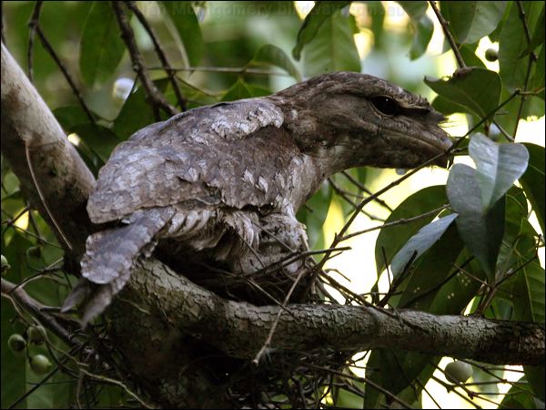 Papuan Frogmouth papuan_frogmouth_12899.psd