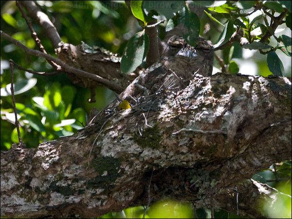 Papuan Frogmouth papuan_frogmouth_168828.psd