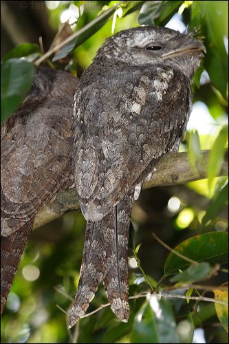 Papuan Frogmouth papuan_frogmouth_80481.psd