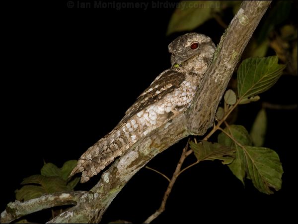 Papuan Frogmouth papuan_frogmouth_84486.psd