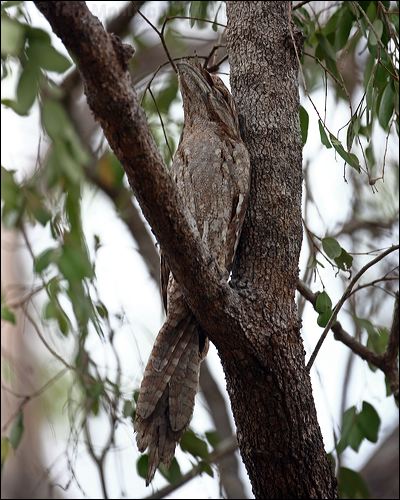 Papuan Frogmouth papuan_frogmouth_96123.psd