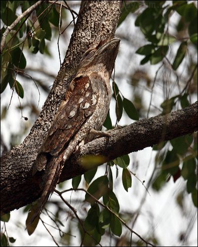 Papuan Frogmouth papuan_frogmouth_96186.psd