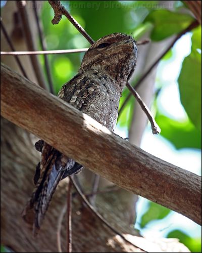 Papuan Frogmouth papuan_frogmouth_96740.psd