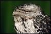 Click here to enter gallery and see photos/pictures/images of Tawny Frogmouth