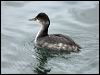 Click here to enter gallery and see photos of Black-necked Grebe