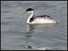 Click here to enter gallery and see photos of Clark's Grebe