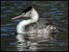 great_crested_grebe_11296