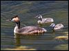 great_crested_grebe_53416