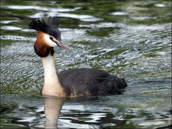 Great Crested Grebe great_crested_grebe_121825.psd