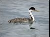 Click here to enter gallery and see photos of Western Grebe