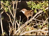 chestnutcrowedbabbler81697