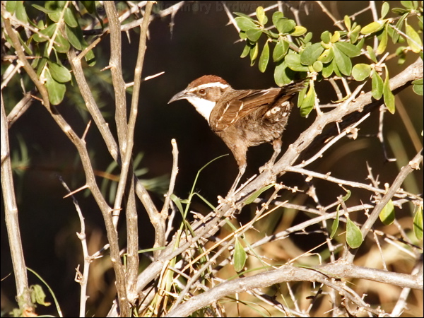 Chestnut-crowned Babbler chestnutcrowedbabbler81697.psd