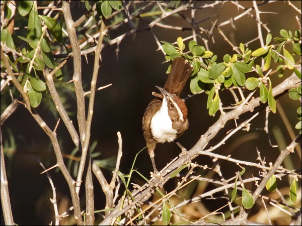 Chestnut-crowned Babbler chestnutcrowedbabbler81700.psd