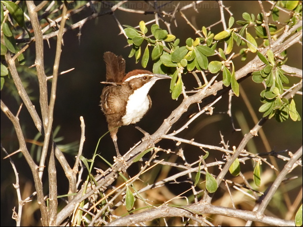 Chestnut-crowned Babbler chestnutcrowedbabbler81702.psd