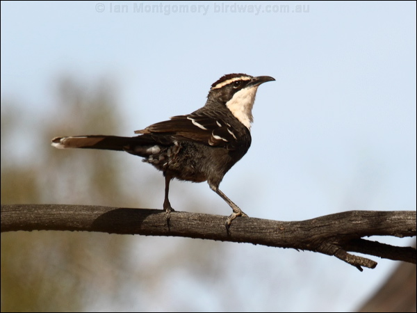 Chestnut-crowned Babbler chestnutcrownbabbler_89496.psd