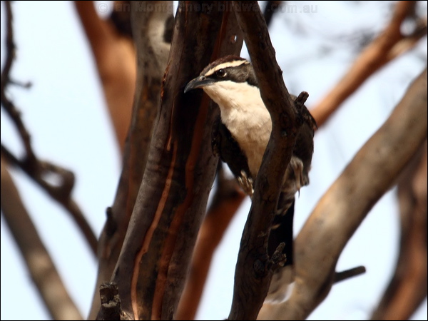 Chestnut-crowned Babbler chestnutcrownbabbler_89499.psd