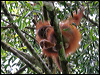 bornean_orangutan_49453