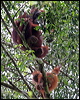 bornean_orangutan_49460