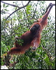 bornean_orangutan_49474