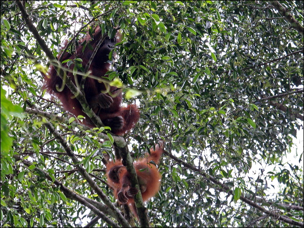 Bornean Orangutan bornean_orangutan_49458.psd